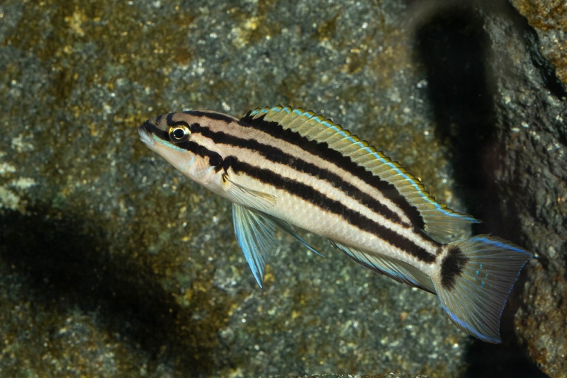 Chalinochromis popelini 'Cape Tembwe'